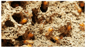 Read more about the article Do Flying Termites Eat Wood? [How to Get Rid of Them?]
