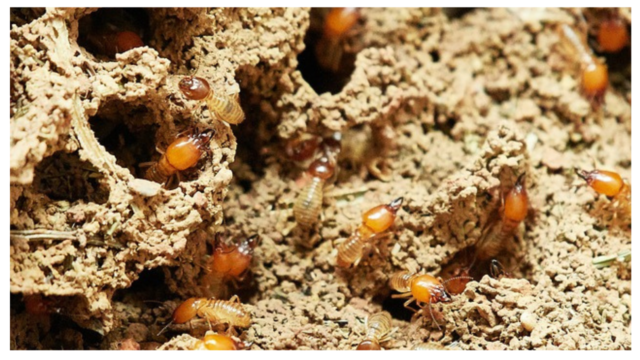 You are currently viewing Do Flying Termites Eat Wood? [How to Get Rid of Them?]