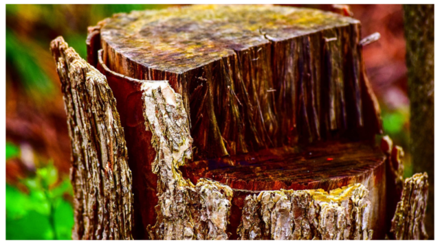 You are currently viewing How To Get Rid of Termites In a Tree Stump- Step By Step!