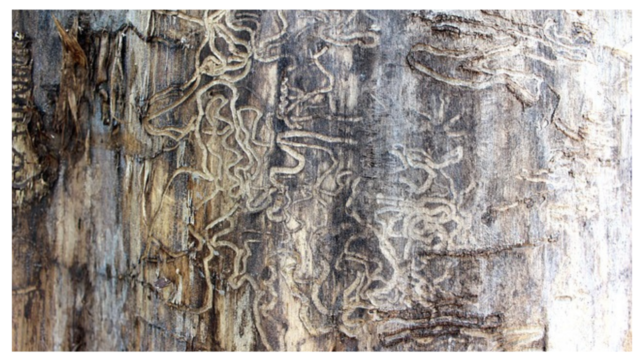 You are currently viewing How to Prevent Drywood Termites? Effective Ideas