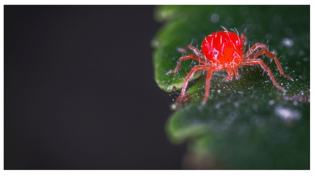 how to get rid of spider mites on indoor plants