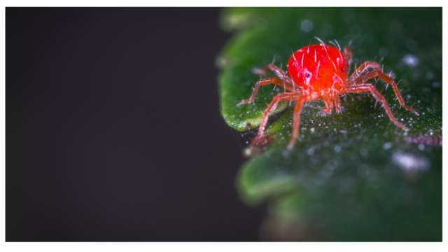 You are currently viewing 6 Early Signs Of Spider Mites and 3 Instant Remedies