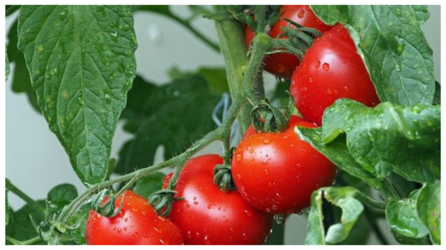 You are currently viewing 5 Easy Ways To Get Rid Of Spider Mites On Tomato Plants