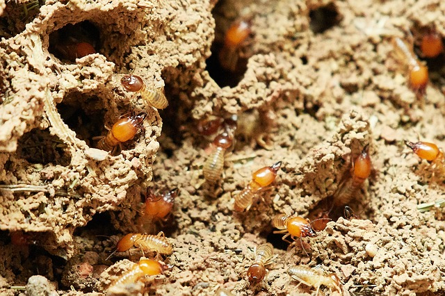 how to get rid of termites in wall