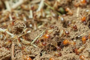 Read more about the article How Hard Is It To Get Rid of Termites? Is It Really Difficult?