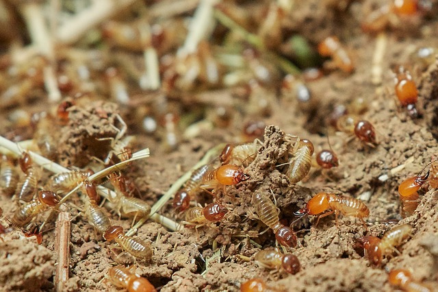You are currently viewing How Hard Is It To Get Rid of Termites? Is It Really Difficult?