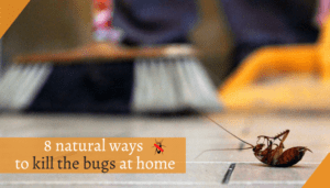 Read more about the article 8 Natural Ways To Kill The Bugs At Home [Solved 2022]