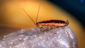 Read more about the article How To Keep Bugs Out Of House On Summer
