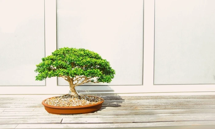 Bonsai starter kit