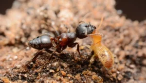 Read more about the article Termites vs Ants All You Need to Know